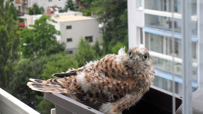 Zahniezdil sa vám na balkóne sokol? tu je pár cenných rád - Jana Krajmerova_ sokol_mysiar