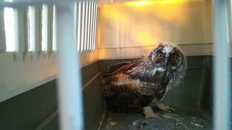 Našli ste mláďa sovy? nenarobte viac škody ako osohu - mysiarka