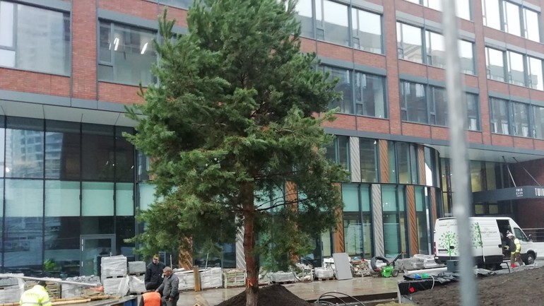 Sadenie stromčekov neďaleko Mlynských nív