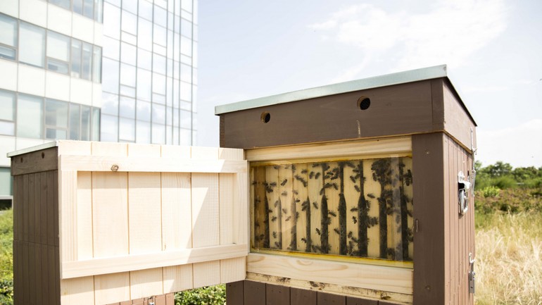 Včelí úľ na streche Aupark Tower