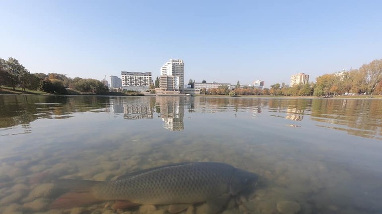 Kapor v Štrkoveckom jazere