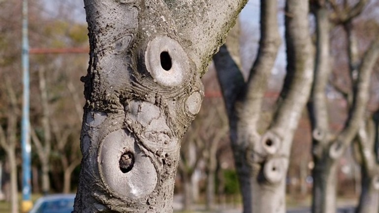Foto: alej pri námestí slobody čaká veľký výrub a výsadba nových stromov - a6