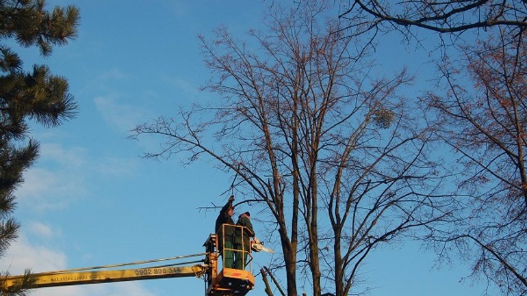 V dúbravke dnes orezávajú stromy - d1