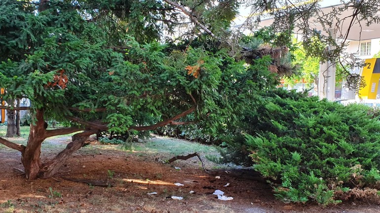 Výkaly na Americkom námestí