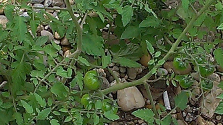 Na stavenisku na štúrovej ulici sa už mesiace nerobí, rastú tam paradajky - paradajky1