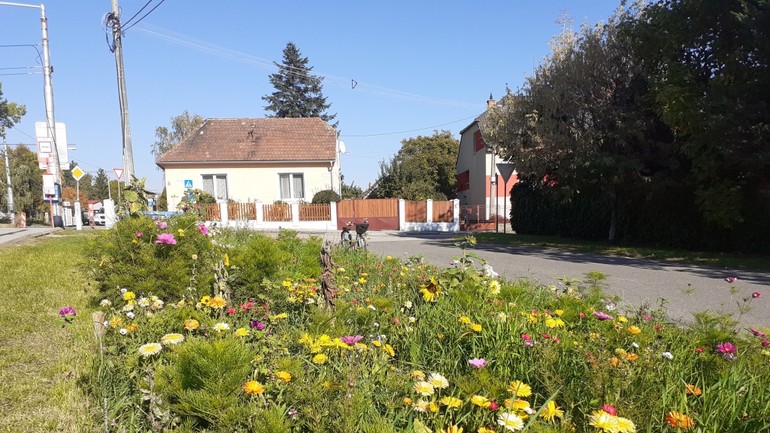 kvetinová lúka pri zastávke Hybešova v Rači
