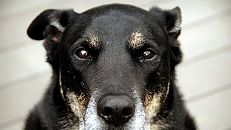 Zverejnenie registrovaných psov zvyšuje zodpovednosť - Pes