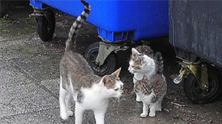 Túlavé mačky odchytáva sloboda zvierat len z verejných priestorov - tulave_macky