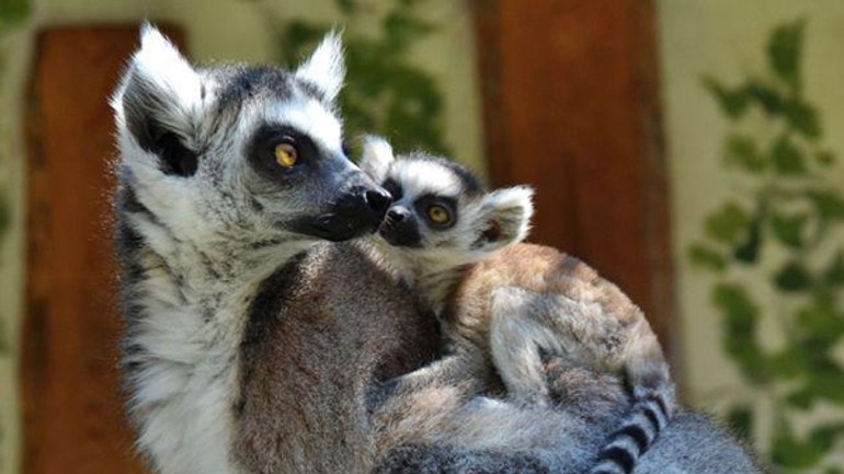 V zoo uhynuli dve lemurie samičky - lemur_samicky2