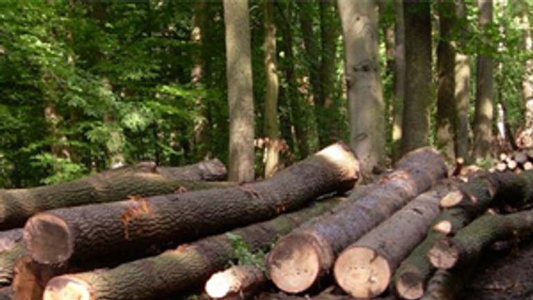 V lesoparku sa ťažba dreva zníži na tretinu - drevo_tazba