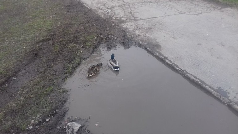 Kačky v kaluži na Herlianskej