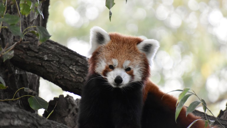 Panda červená ZOO Bratislava