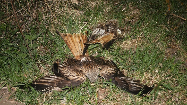 otrávené haje červené