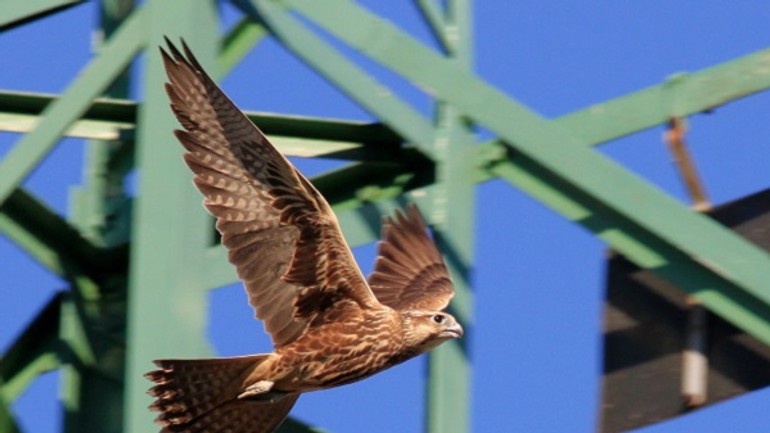 Sčítanie vzácnych dravcov: akými druhmi sa môže pochváliť bratislava? - sokol raroh Jozef Chavko (2)