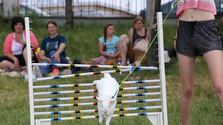 Na kuchajde sa stretli králičí šampióni - u9