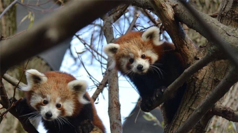 Mláďatá pandy červenej pomaly spoznávajú svet - pandy