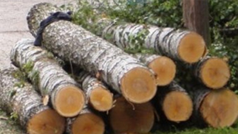 Na rovniankovej ulici vyrúbali päť stromov - stromy_drevo