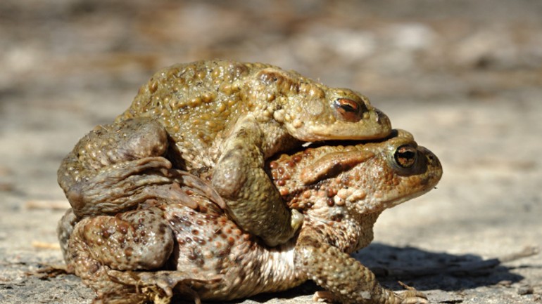 Pozor na železnej! na ropuchy to&nbsp;už&nbsp;prišlo! - Bufo_bufo_qtl1