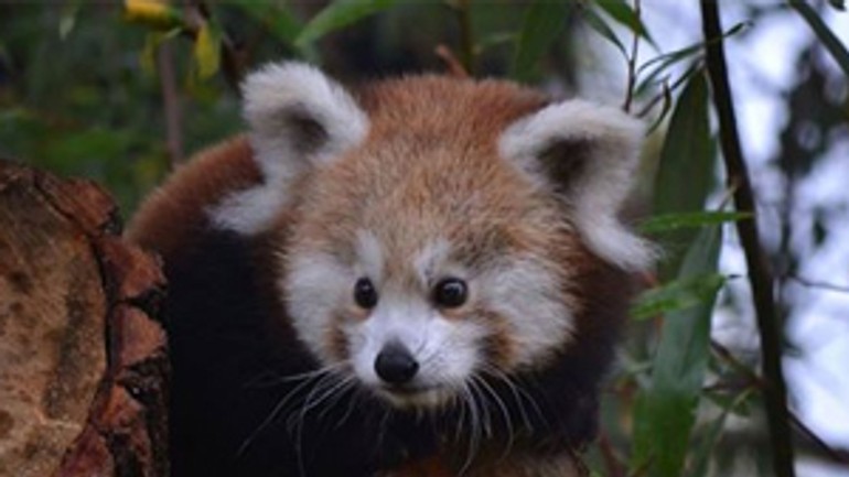 Bratislavská panda aiko sa presťahovala do maďarska - panda_aiko