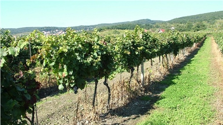 Račianski vinohradníci majú hlavu v smútku. toto im spôsobili aprílové mrazy - vinohrad vinko.sk
