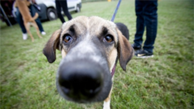 V ružinove budú hľadať najkrajších i najšikovnejších psov - pes