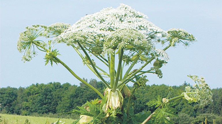 Správa o výskyte boľševníka obrovského znepokojila bratislavčanov - bolsevnik1