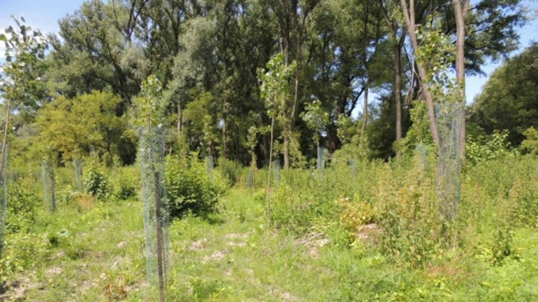 Na sihoti zalesňovali v priestoroch, kde sa len nedávno vyťažilo drevo - sihot_zalesnovanie