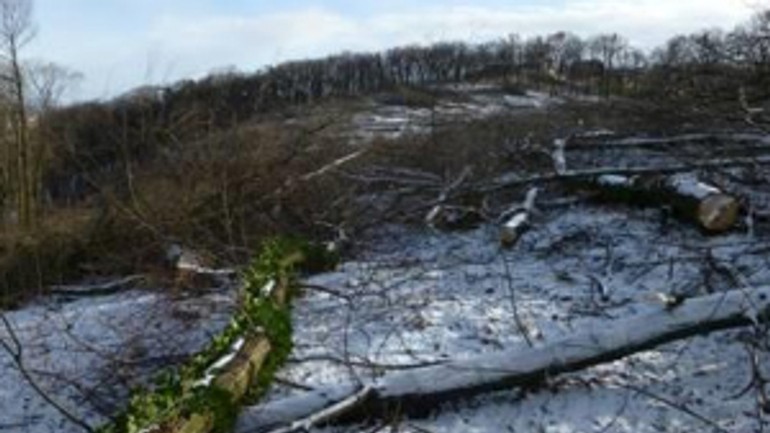 Výrub stromov na kolibe rieši prokuratúra - koliba_vyrub