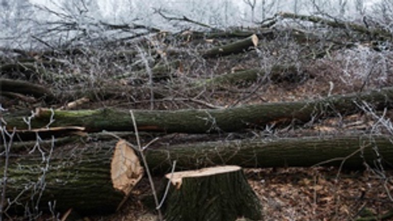 Po výrube na kolibe stále rátajú škody - vyrub_koliba