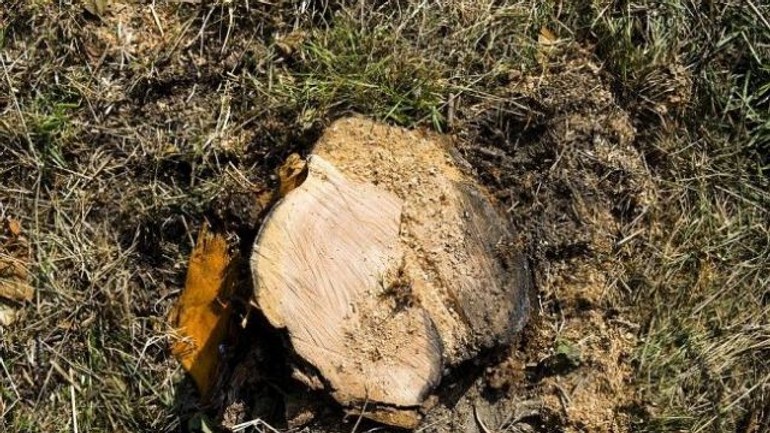 Vyrúbu staré a suché stromy pozdĺž cesta na kamzík - vyrub