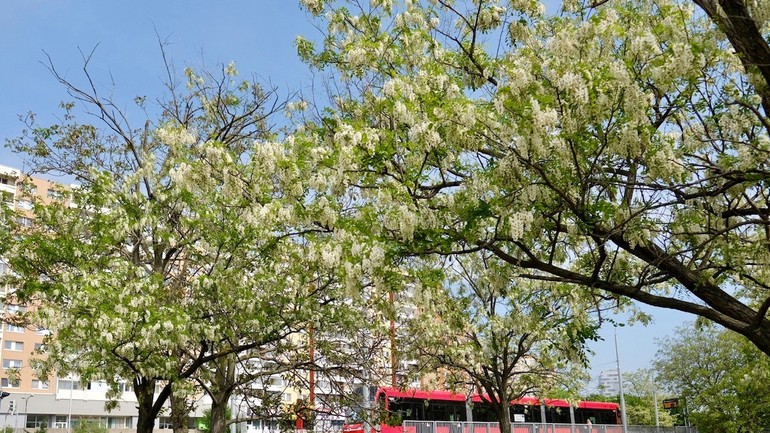 Električka v Petržalke