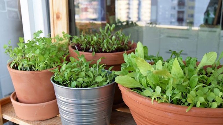 Urban farming v Cvernovke