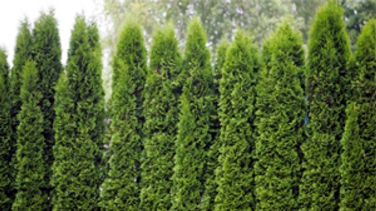 Zo záhrady na ulici svornosti zmizlo 13 dvojmetrových tují - tuje