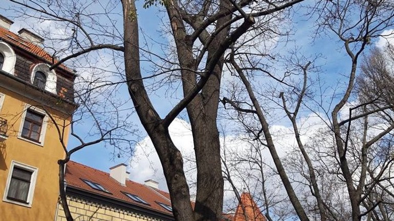 Strom na Jakubovom námestí