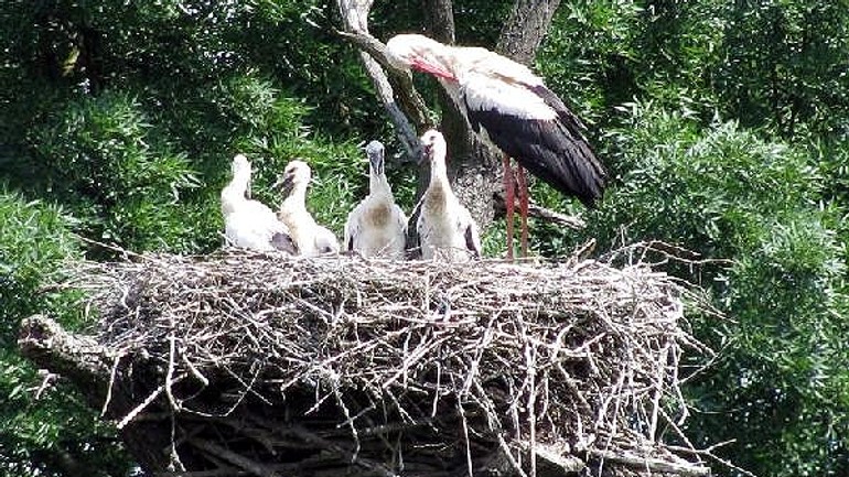 Neďaleko bratislavy hniezdi najväčšia kolónia bocianov - Bocian1
