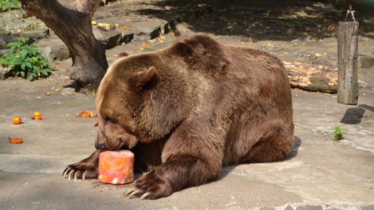 Medveď v ZOO so zmrzlinou 