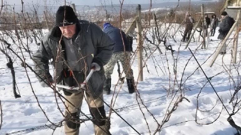 Vinohradníci v rači: aký rez, taká úroda - rez_viniča