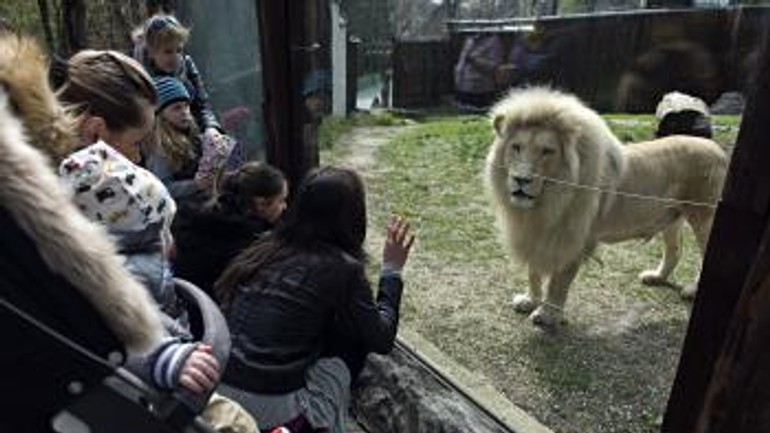 Zoo odštartovala sezónu, na návštevníkov čaká asi 900 zvierat - zoo_lev