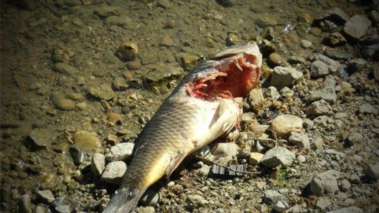 V kuchajde sa objavili mŕtve ryby, skúmajú to hygienici - Kuchajda5