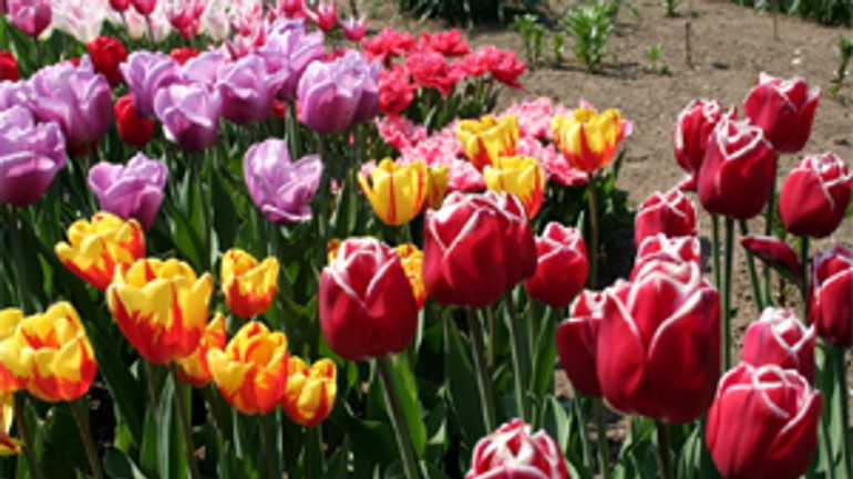 Na jar v novom meste rozkvitnú tisíce tulipánov - Tulipany