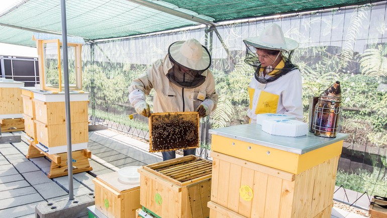 Manželia Ružičkovci kontrolujú úle na streche hotela HN Bratislava Gate One.