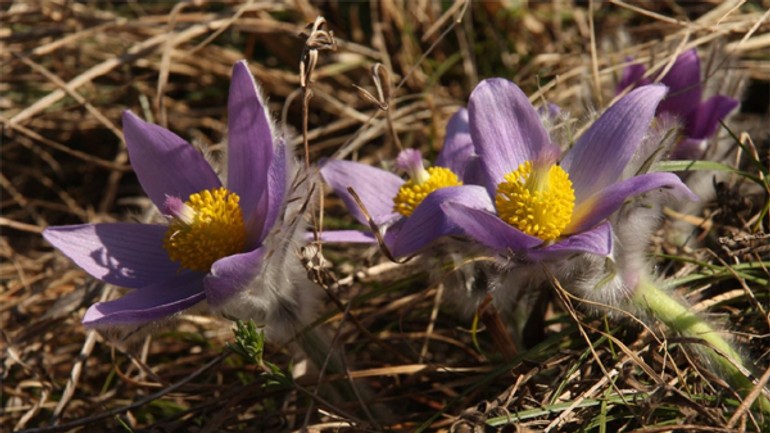 Z devínskej kobyly zmizli stovky chránených rastlín - kobyla_kvety1