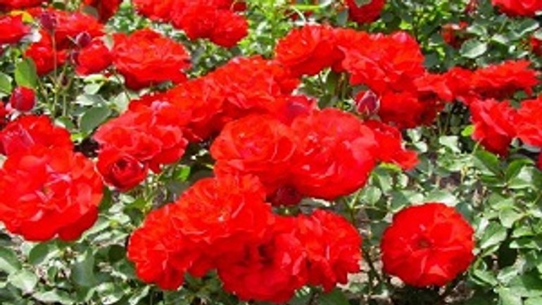 V záhorskej bystrici rozdajú obyvateľom 1300 sadeníc ruží - ruza brest.sk