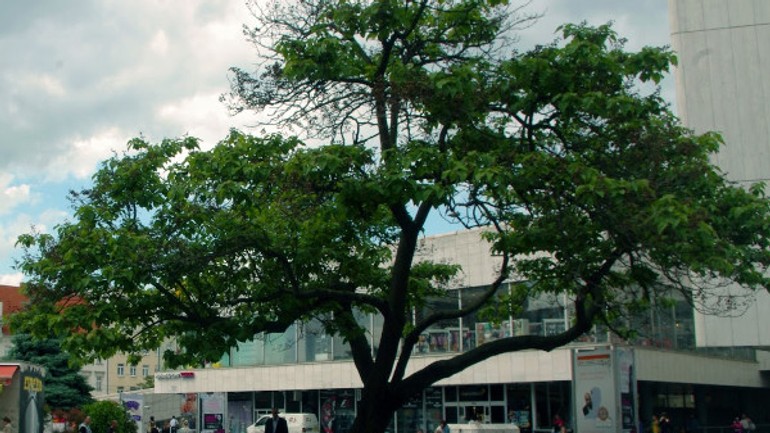 Paulownia pri tescu vyrástla v pukline - paulownia