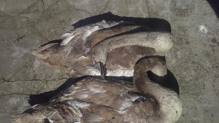 Mŕtvy Pipo i druhá labuť