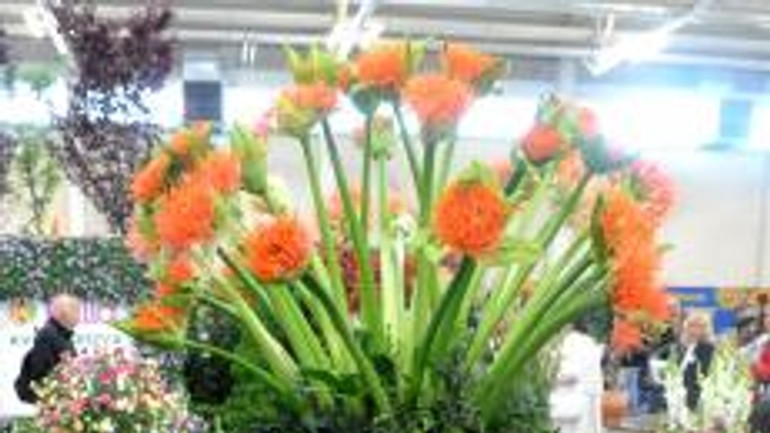 Na veľtrhu kvetín flóra bratislava oceňovali - Flora1