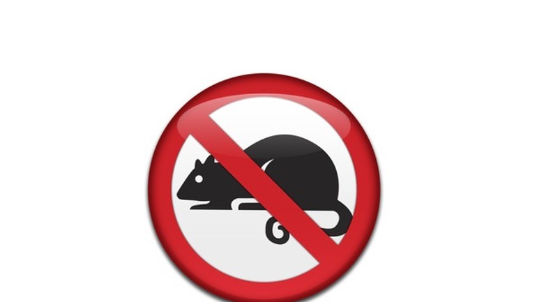 Už ste vykonali vo vašom dome povinnú jesennú deratizáciu? - Potkany1