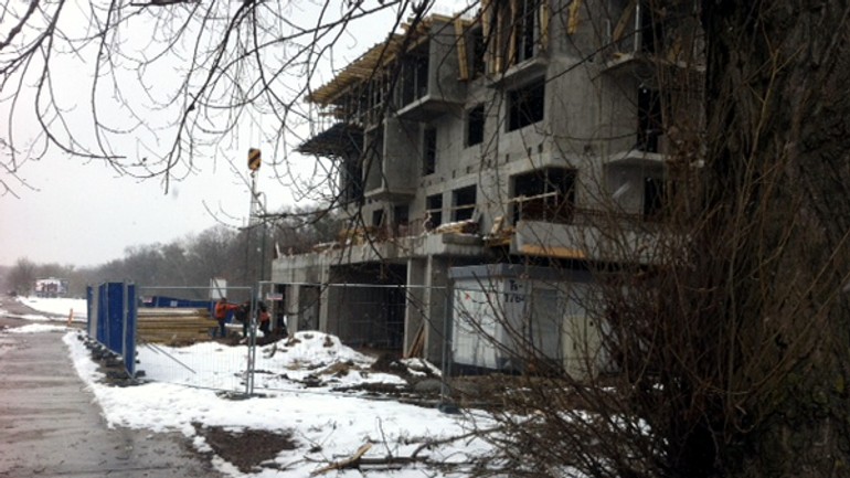 Revitalizácia zelene sa začala výrubom? - starohajska_dubova1