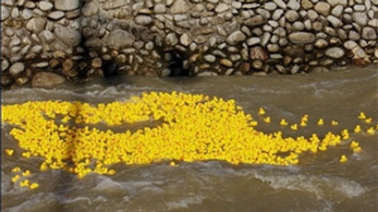 Kačice budú opäť pretekať pre charitu - Preteky kacic