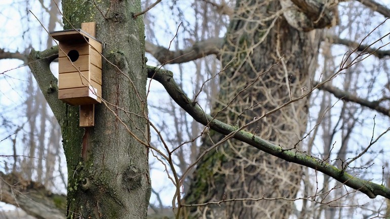 Osádzanie vtáčích búdok
